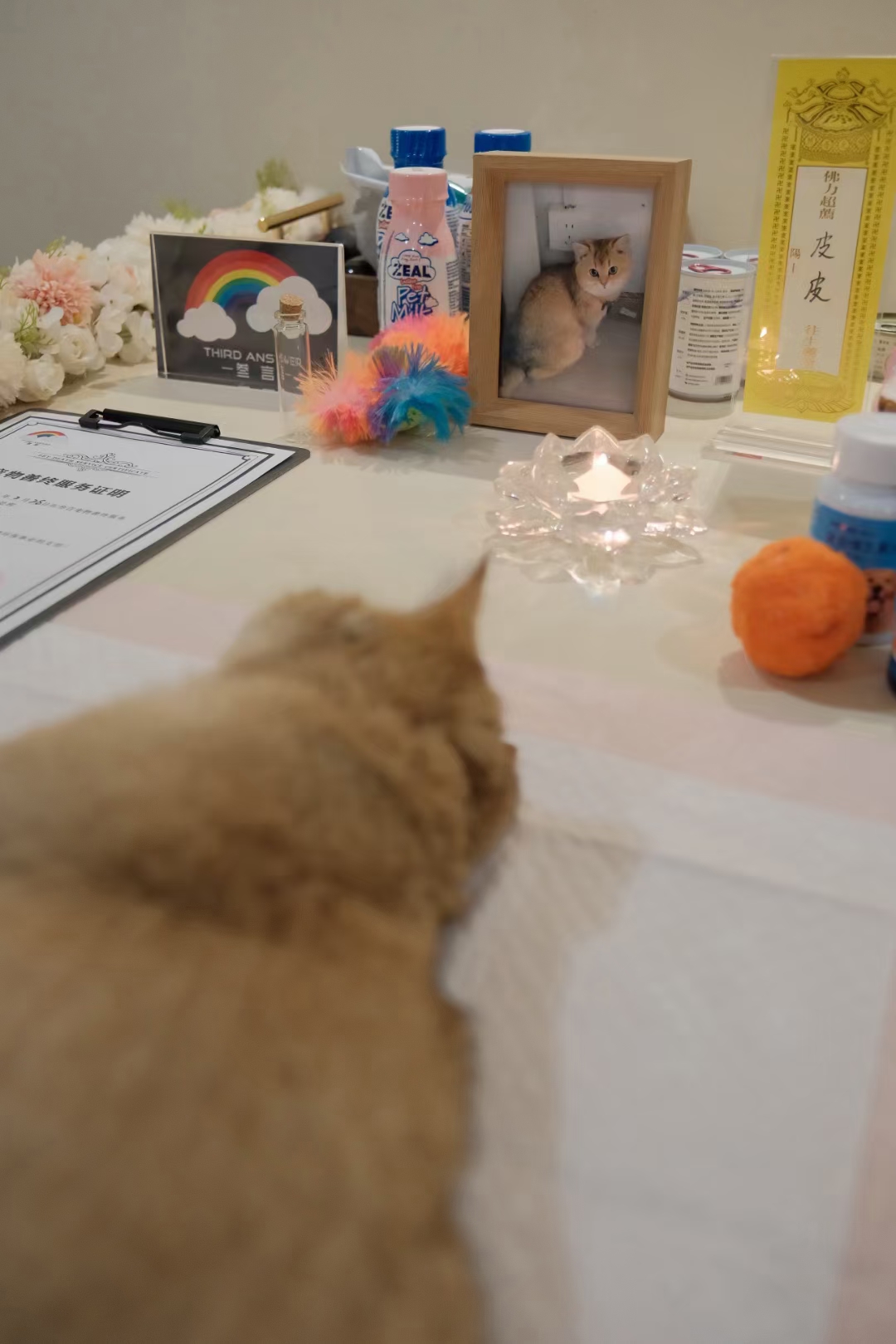 黄昏读到皮皮的最后一条朋友圈